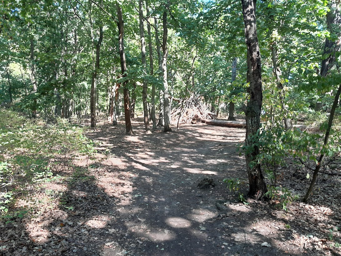 forest with some structure
